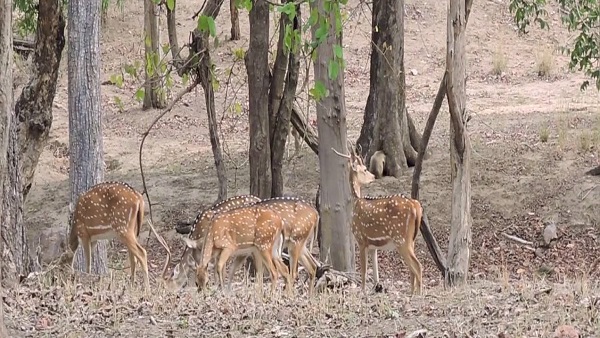 जैसे-जैसे बाघ बढेंगे, तेजी से चीतलों का शिकार करते हैं जैसे-जैसे बाघ बढेंगे, तेजी से चीतलों का शिकार करते हैं