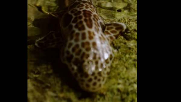 एक घंटे तक जमीन पर 'चल' सकती है