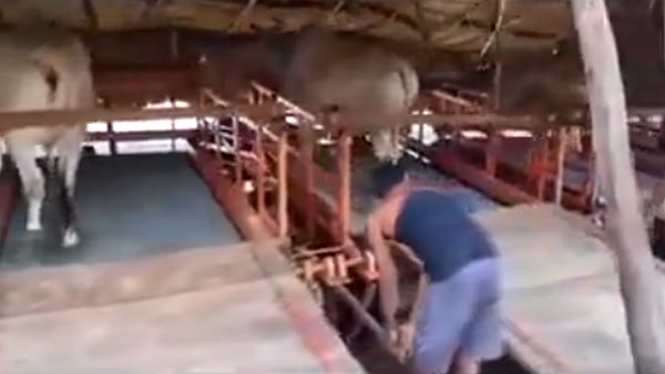 पशु के जीवन के खिलाफ