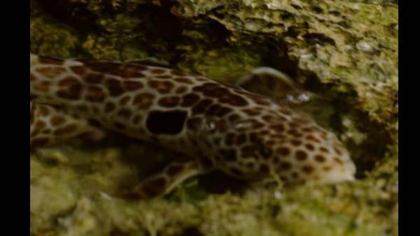 इतिहास में यह पहली बार...