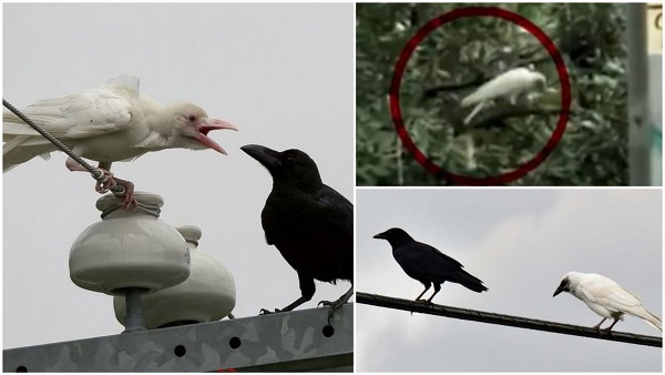 सफेद कौवा! किवदंती नहीं हकीकत है, अलग-अलग हिस्सों में पाए गए