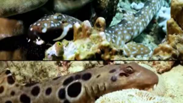 पहली बार समुद्र तट पर दिखी 'वॉकिंग' शार्क प्रजाति