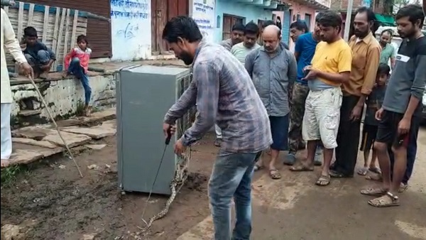  फ्रिज में छिपा था अजगर