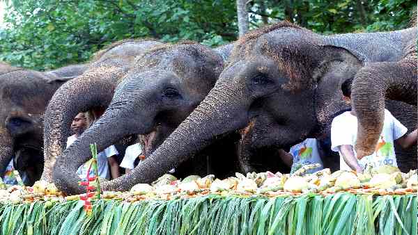 2050 तक विलुप्त हो सकते हैं जीवों की 40% प्रजातियां-रिपोर्ट