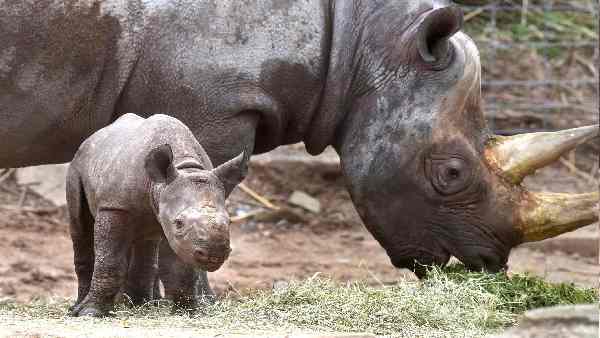 छठी बार बड़े पैमाने पर विलुप्ति का खतरा