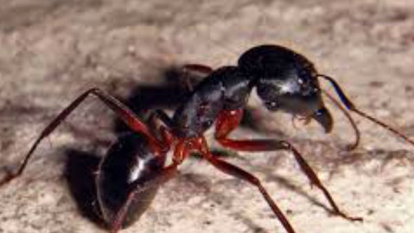 200 लाख करोड़ चीटियां मिलकर 1.20 करोड़ टन ड्राई कार्बन बनाती हैं