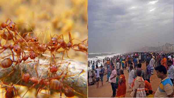 पूरे गांव पर जहरीली चीटियों का कब्जा