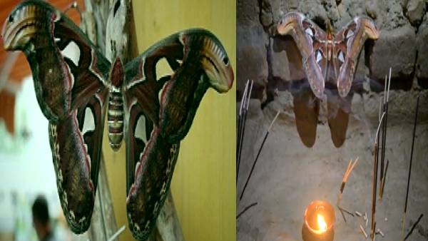 विदेशों में पाई जाती है एटलस मॉथ तितली