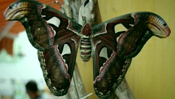 24 सेंटीमीटर तक के होते हैं तितली के पंख