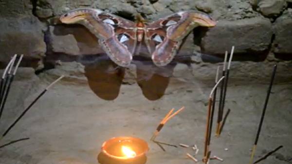 10 दिनों की होती है एटलथ मॉथ तितली की ज़िंदगी 