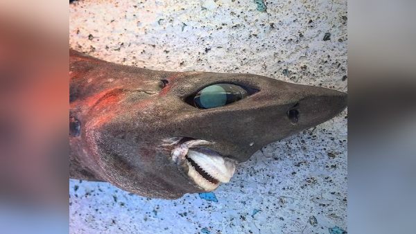 एन्डेवर डॉग शार्क की प्रजाति