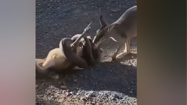 कंगारू को लपेटकर जिंदा निगलने वाला था अजगर