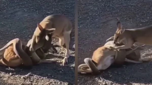 दूसरे कंगारू ने दोस्‍त को बचाने के लिए अपनी जान झोंक दी