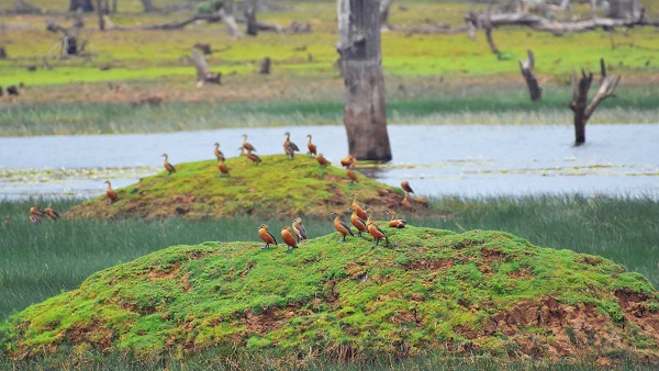 नौरादेही में इन जानवर और पशु-पक्षियों की 275 प्रजातियां मौजूद नौरादेही में इन जानवर और पशु-पक्षियों की 275 प्रजातियां मौजूद