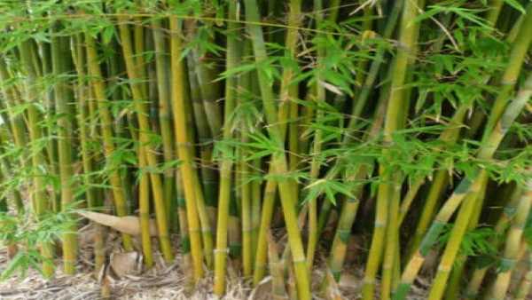 bamboo khairagarh