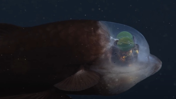 सिर वाला हिस्सा पारदर्शी