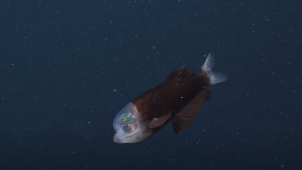 लोगों ने कहा राक्षसी मछली