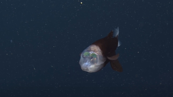 आंखों की चमक से शिकार