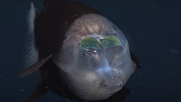 किसने जारी किया वीडियो?