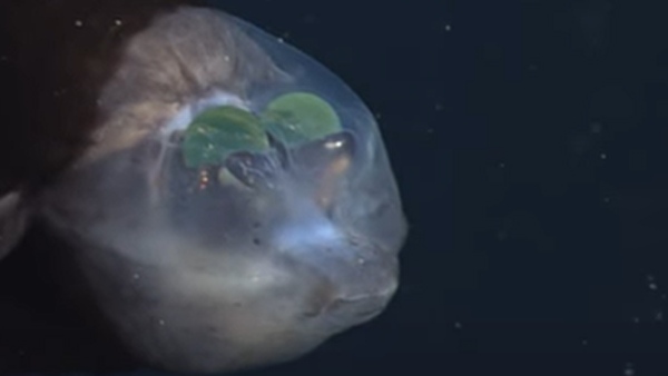 शिकार को ट्रैक करने में सक्षम