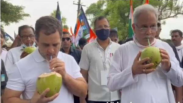 नारियल पीते दिखे राहुल गांधी ,भूपेश बघेल 
