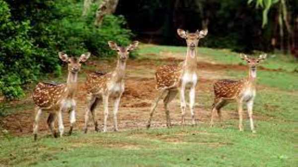 जंगली पशुपक्षियों के लिए है सुरक्षित विचरण केंद्र जंगली पशुपक्षियों के लिए है सुरक्षित विचरण केंद्र