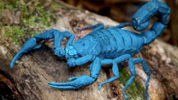 नीले रंग का Cuban Scorpio