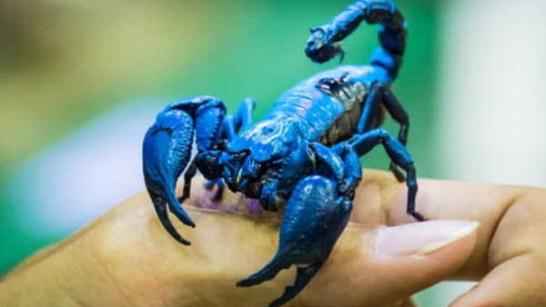 बिच्छू के जहर से बनाई जाती है कैंसर की दवा!