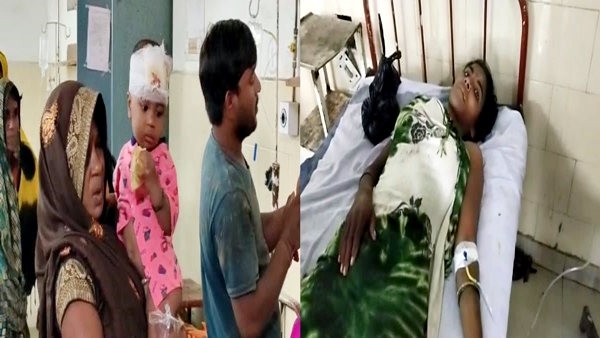 पत्थर उठाकर मारती, तब तक बाघ ने हमला कर दिया पत्थर उठाकर मारती, तब तक बाघ ने हमला कर दिया