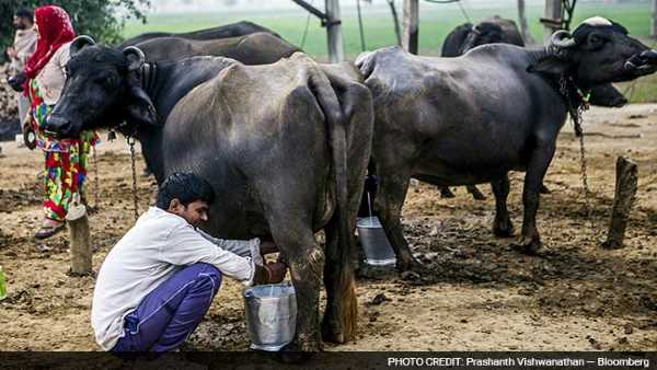 डेयरी संचालकों की दबंगई