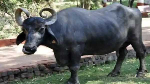 डेयरी संचालकों पर लगेगा जुर्माना