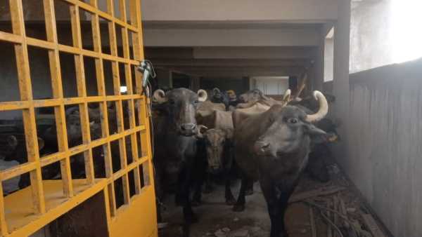 निगम ने की कार्रवाई, भैंसो को पहुंचाया गौठान,