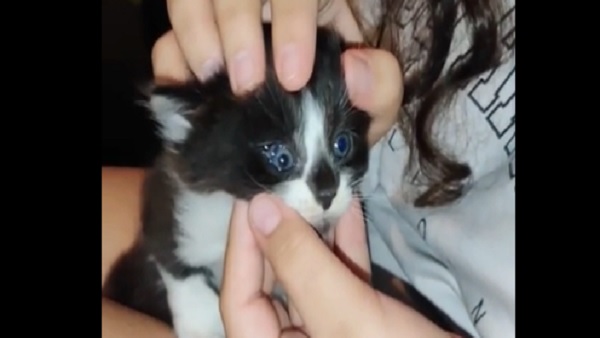 कुछ ने पूछा-क्या इस बिल्ली में स्पेशल पॉवर है? कुछ ने पूछा-क्या इस बिल्ली में स्पेशल पॉवर है?