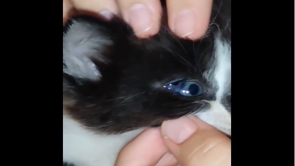 'OMG इस CAT की हैं तीन आंखें' 'OMG इस CAT की हैं तीन आंखें'