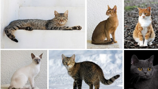 बिल्लियों को पानी पसंद नहीं होता है बिल्लियों को पानी पसंद नहीं होता है