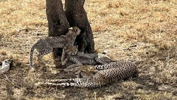 cheeta 