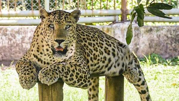 कूनो नेशनल पार्क में चीतों को लाने की घोषणा ने बदली किस्मत