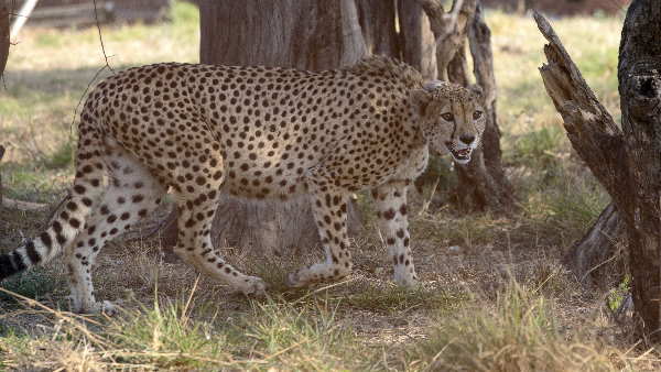 ये है चीतों को भूखा रखने की वजह
