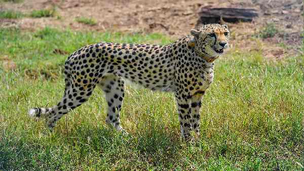 चीते की आवाज पर राजनीति