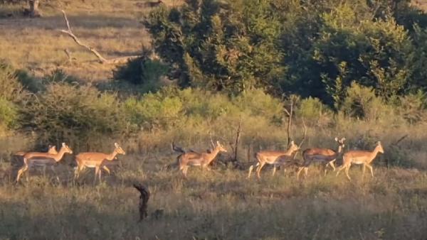झाड़ियों से निकला चीता