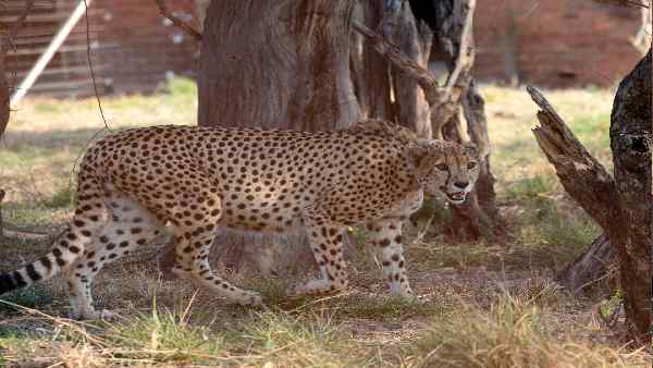 अखिलेश यादव हुए ट्रोल