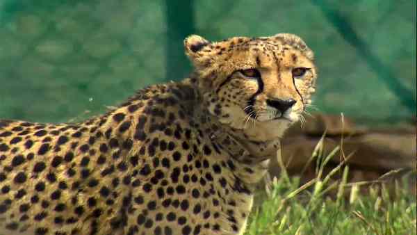 सिंधिया समेत भाजपा नेताओं ने भी की गलती