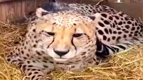 शेर और बाघ क्यों दहाड़ते हैं ?