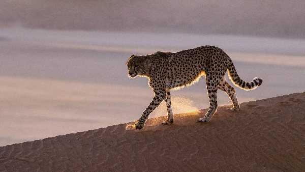 कार्गो प्लेन के जरिए जयपुर पहुंचेंगे चीते