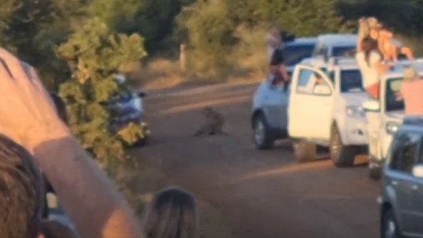 शिकार छोड़कर हटा