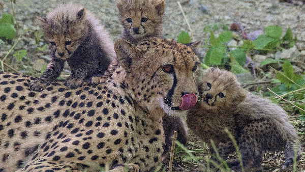 एक महीने के लिए छोटे बाड़ों में रखे जाएंगे ये चीते