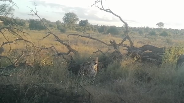 दबे पैर फिर लौटा