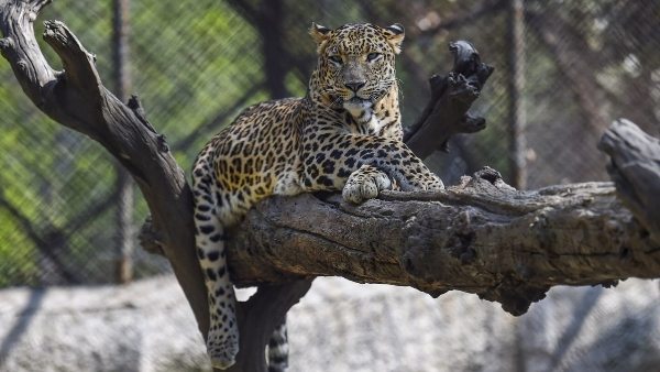 कूनो नेशनल पार्क में चीते आ जाने के बाद बढ़ जाएगी रौनक