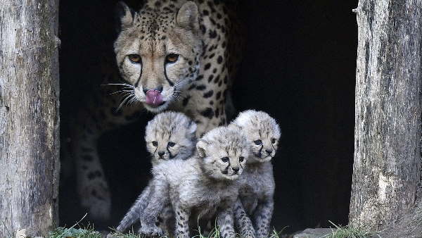 प्रोटोकॉल का किया जाएगा पालन