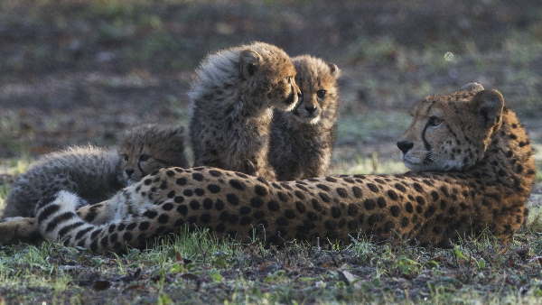 1947 में हुई थी देश में आखिरी चीते की मौत